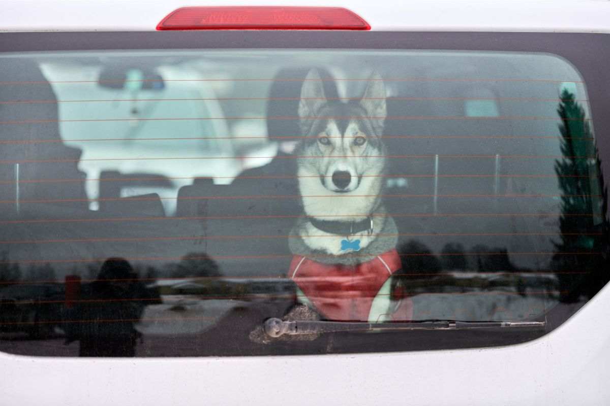 ventanilla coche mascota urgencia emergencia truco consejos